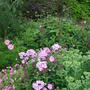 Lavender_phlox