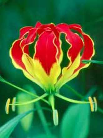 Glory Lily (Gloriosa superba (Buch Nak Hindi))