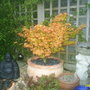 A garden flower photo