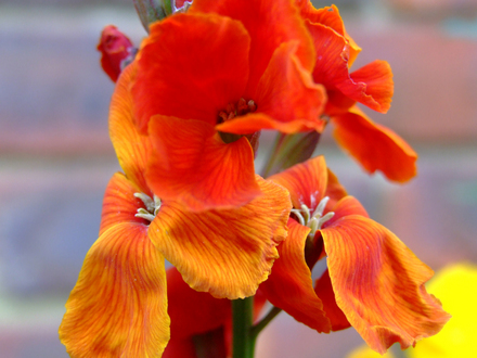 A garden flower photo