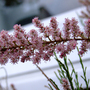 Garden_006