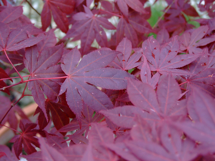 Acer (Acer palmatum (Japanese maple))