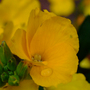 A garden flower photo