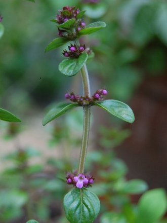 Thyme in June (Thymus pulegioides)
