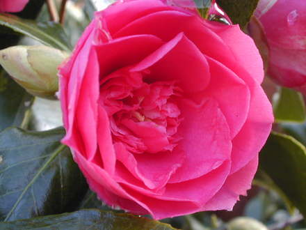 Camellia in my garden