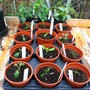 Fuchias and cuttings