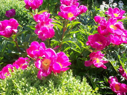 A garden flower photo