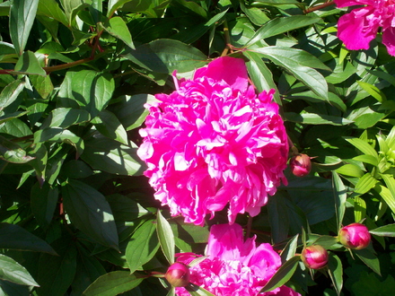 A garden flower photo
