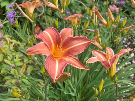 A garden flower photo