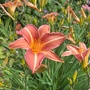 Day_lilies_001