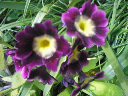 A garden flower photo