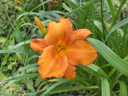 A garden flower photo