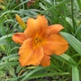 Day_lilies_002