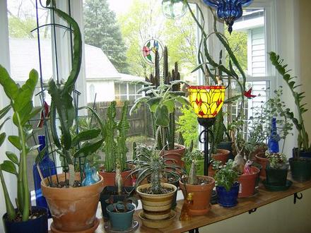 Bay Window 