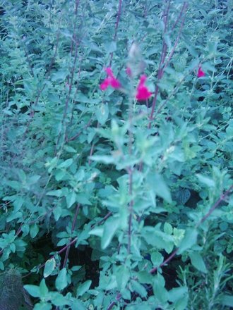 Bergamot. (Monarda dydima)