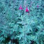 Bergamot. (Monarda dydima)