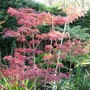 Acer 'Bloodgood' (Acer palmatum (Japanese maple) 'Bloodgood')