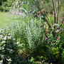 Perovskia (Perovskia atriplicifolia 'Blue Spire')