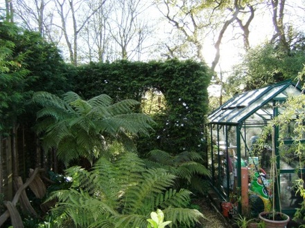 Tree ferns and hedge with clematis.