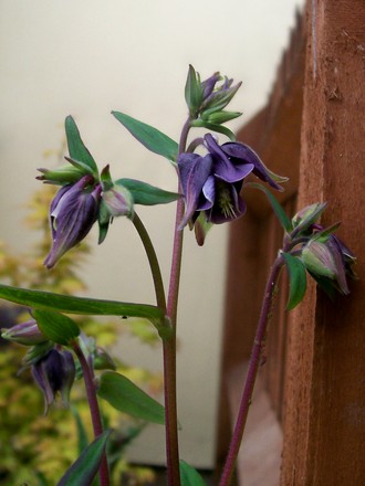 27_4_10.jpg (aquilegia)