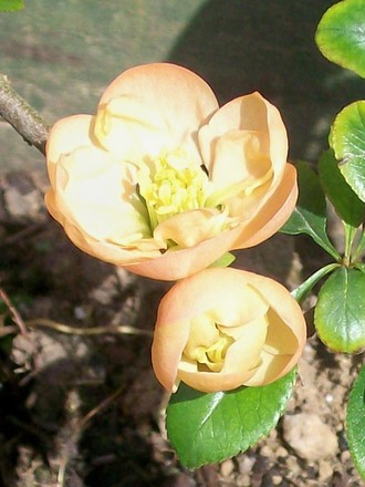 Chaenomeles japonica 'Geisha Girl' (Chaenomeles japonica)