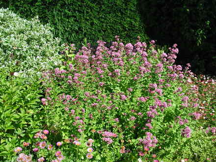 Origanum vulgare (Origanum vulgare)