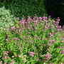 Origanum vulgare (Origanum vulgare)