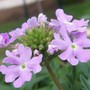 Trailing Verbena Babylon 'Light Blue'