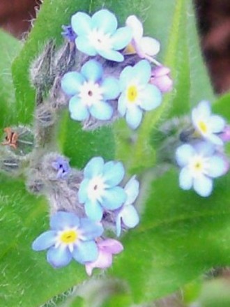 27_4_13.jpg (Myosotis alpestris (Alpine Forget-me-not))