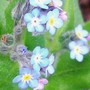 27_4_13.jpg (Myosotis alpestris (Alpine Forget-me-not))