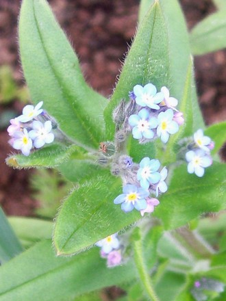 27_4_12.jpg (Myosotis alpestris (Alpine Forget-me-not))
