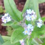 27_4_12.jpg (Myosotis alpestris (Alpine Forget-me-not))