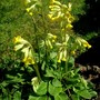 A garden flower photo