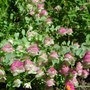 Origanum 'Kent Beauty' (Origanum 'Kent Beauty')