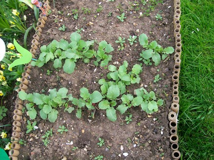 Radish ripe and ready for picking