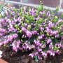 My_garden_002