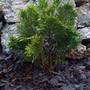 Dwarf Conifer