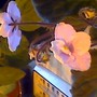 african violet spring
