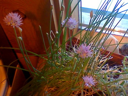 window chives (Allium schoenoprasum (Chives))