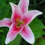 Lilium