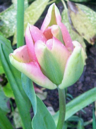 29_4_3.jpg (Tulipa)