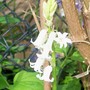 27_4_20.jpg (Hyacinthoides non-scripta)