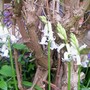 29_4_5.jpg (Hyacinthoides non-scripta)