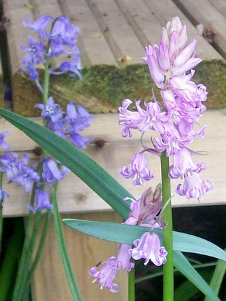 29_4_6.jpg (Hyacinthoides non-scripta)