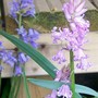 29_4_6.jpg (Hyacinthoides non-scripta)