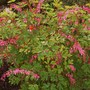 Plant Portraits - In My Garden