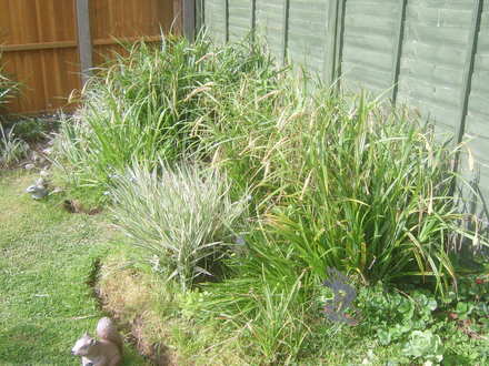 grasses round the pond.
