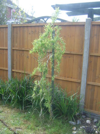 Twisted curly willow.
