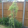 28th_april_08_012