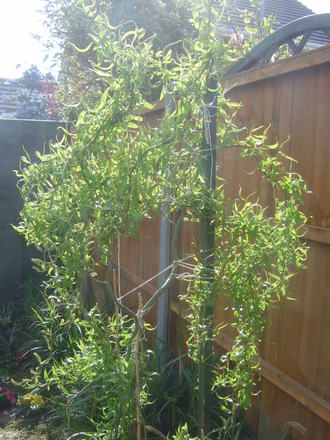 Twisted curly willow.